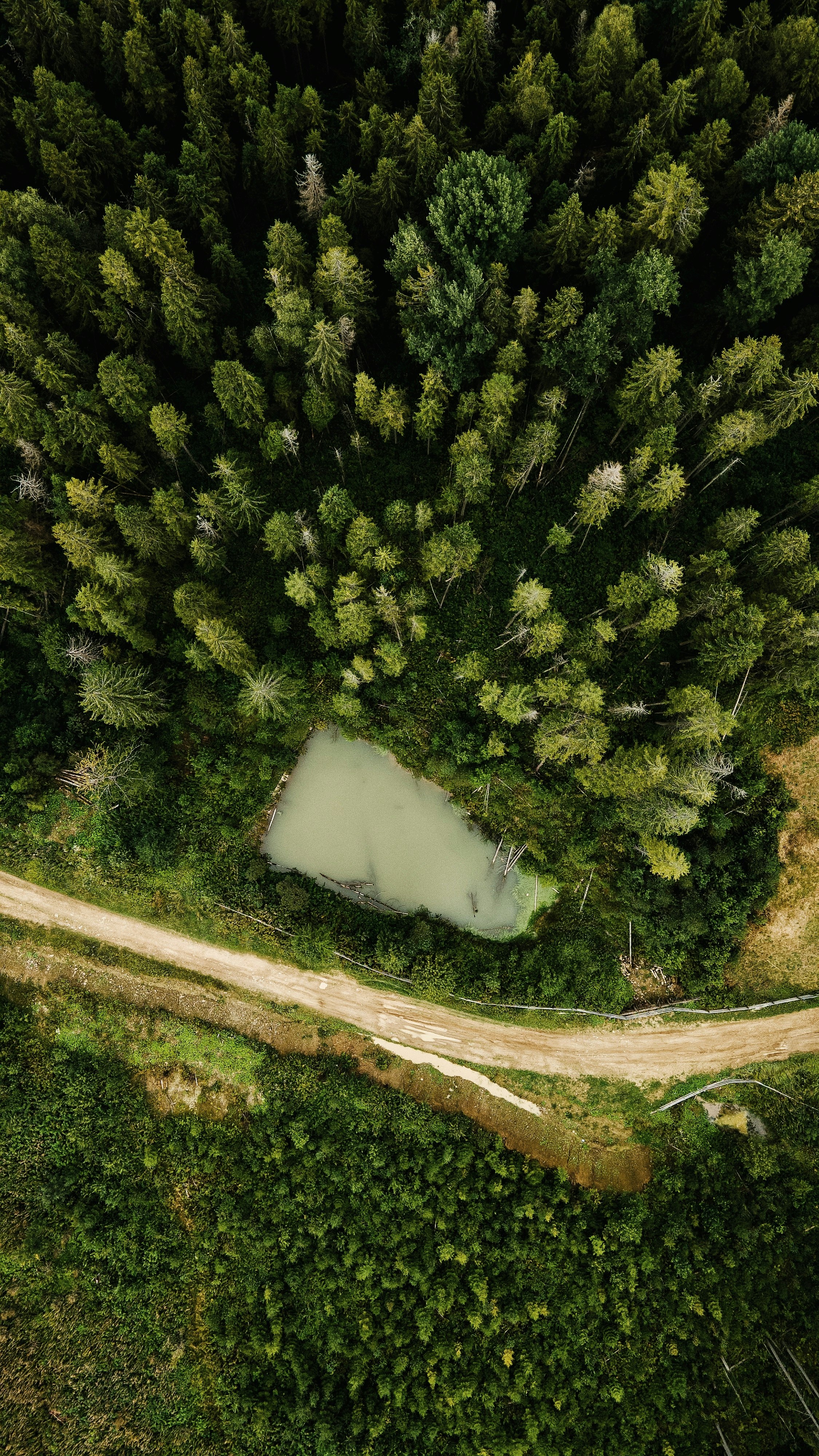 green pine tree during daytime